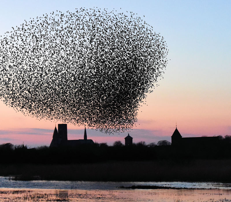 Ribe Byferie Resort, Starlings In The Sky, Called Black Sun