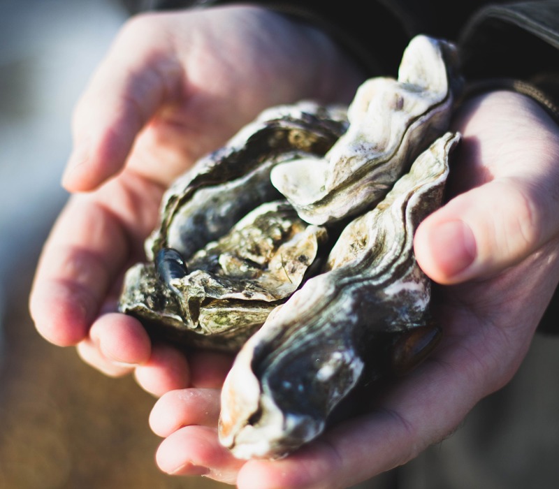 Oesters Gastro Lille 3